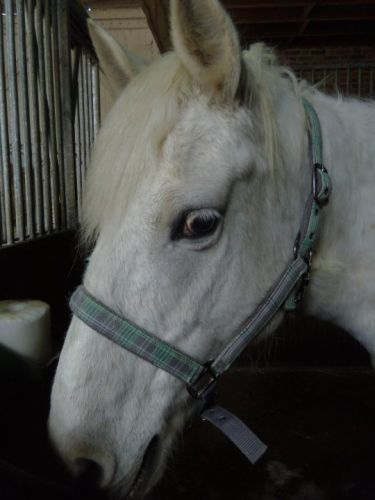 Mon bb de Camargue <3