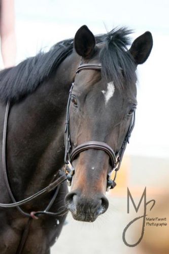 mon nouveau cheval adagio