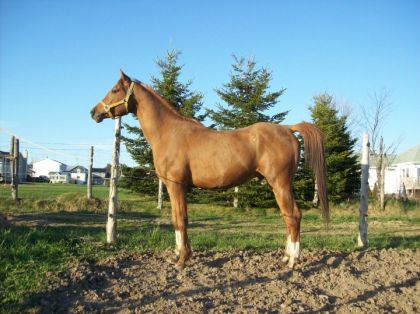 Socrate, étalon PS arabe, bientôt 4 ans