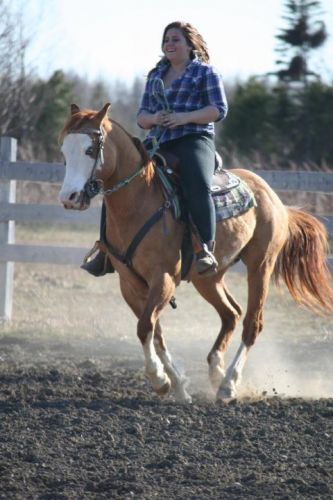 Sir Chiko'Blues, étalon Paint Horse 