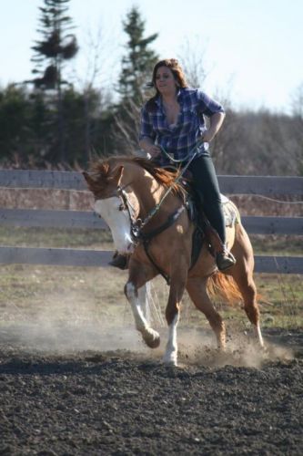 photo par Janie-Lee Sir Chiko'Blues, étalon Paint Horse