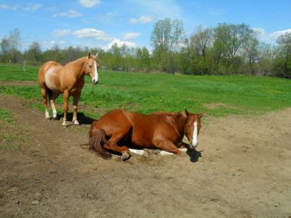 Chevaux des proprios de l'écurie où ma jument est en pension....