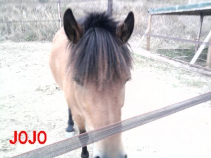 regarder mon poney qui est trop beau 