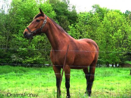 Cheval Bai en Pature &#9829; 