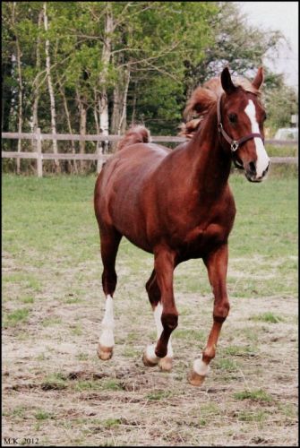 Ma Cybelle au galop... sans protection, enfin un vrai cheval! -...