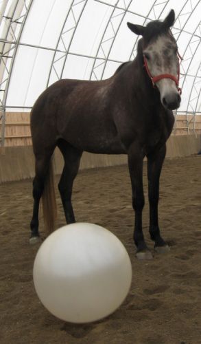 Jument warmblood grise regardant un ballon