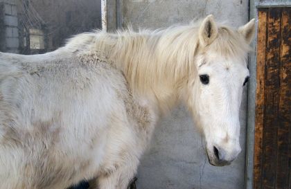 Voici Casimir un poney avec le quel je prenais mes première...