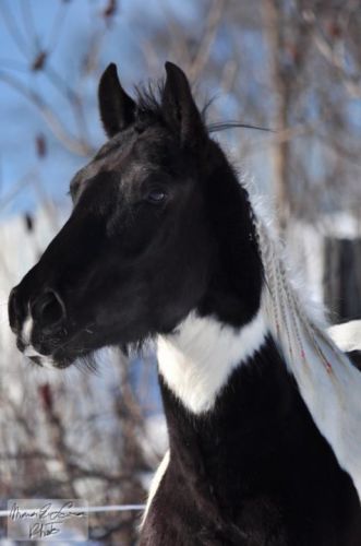 Diablo<3               *Cheval de Vanessa* *Phototgraphe...