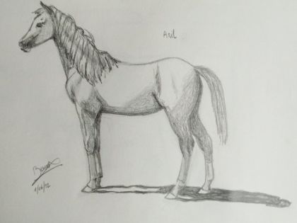 Un petit dessin de mon poulain Aril  :)