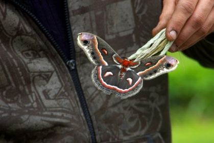 Voici un papillon qui est sorti de son cocon que j'avais ramass&eacute;...