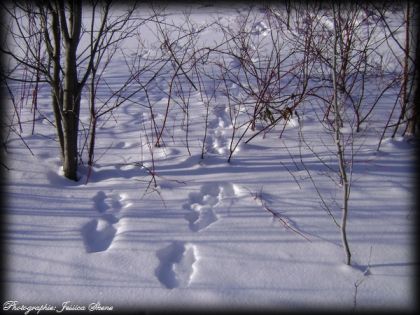 j'adore des petites traces dans la neige