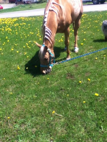 Mon cheval :)