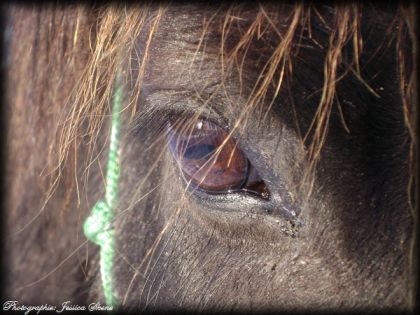 les beaux yeux de mimi !!