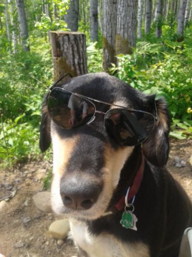 Pioutne, mon chien fashion :P 