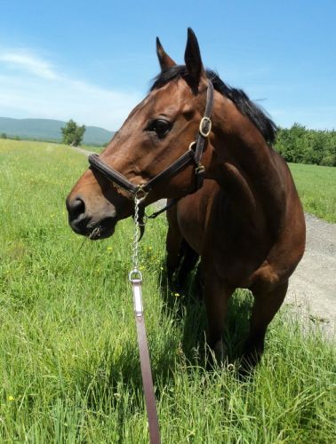 Killimanjaro en balade dans le champs <3