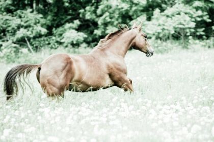 photo par Woody Cours petit poux