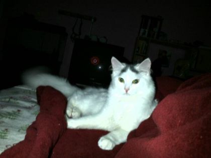 tipe poulette kitty