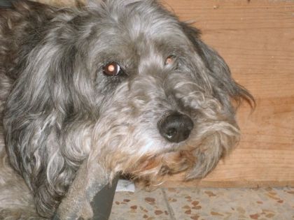 A Pataud, mon chien mort l'été dernier à l'âge de 14...