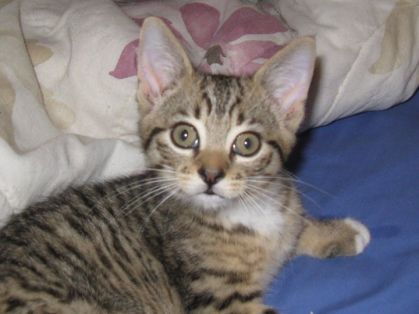 mon chat tiger