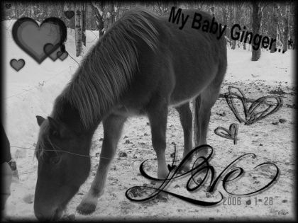montage de mon cheval ginger