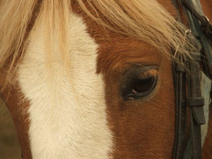 l'oeil de mon poney veut dire tant de chose...