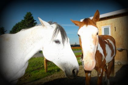 Dapple et Moonlight le poulian a valeriiep :)