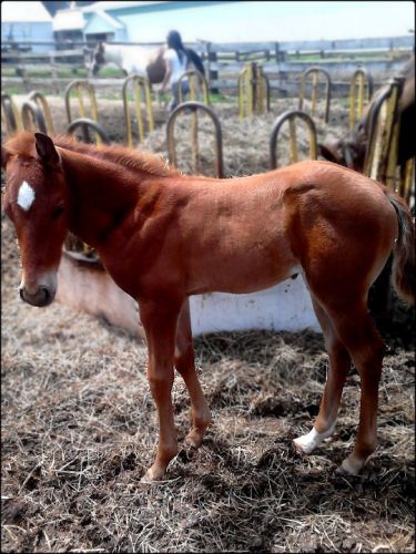 Canaille petit poulain a l'Écurie de mon amie.