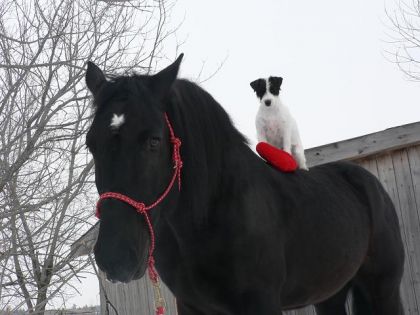 Quanah et Mandzy vous souhaitent une belle Saint-Valentin!