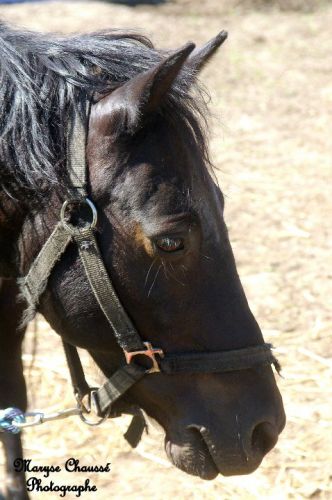 le poney de mes voisins ! il est trop cou !