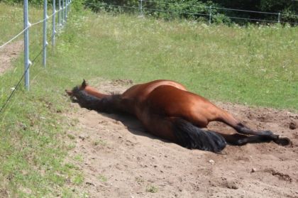 Angello qui fait la sieste.. c'est dur, la vie ! lol