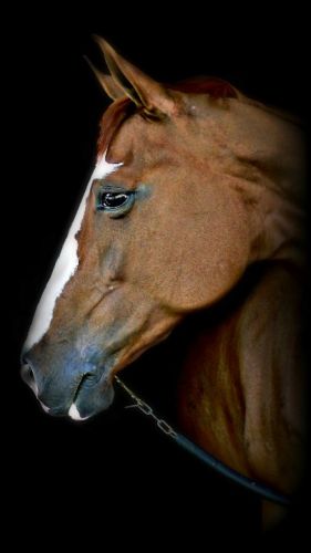 Portrait d'un cheval que j'ai pris à l'international de...