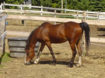 Bud le poney hackney