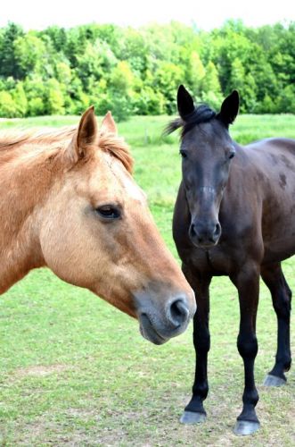 Chevaux de mon ami!