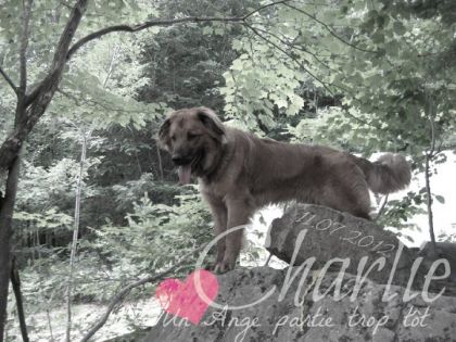 Un ange partie trop tôt :(  Repose en paix Charlie <3 11.07.2012