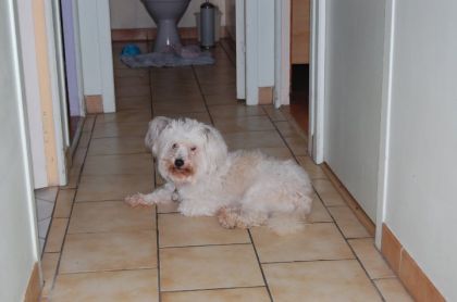 mon chien est en train de  ce degourdir les patte