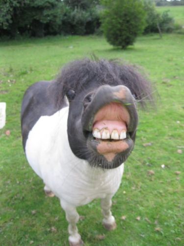 Mais quel beau sourire que tu as là Poney. :P