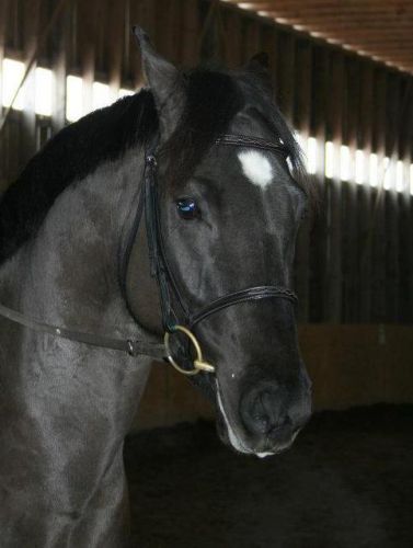bébé cheval 3 ans :)