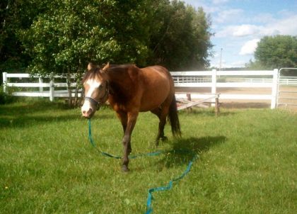 Poney de mon coeur qui profite de la belle pelouse ! :)