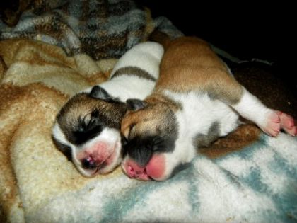 voici 2 des mes 8 chiots.Aurore et Boxie <3