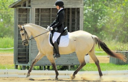 Compétiton Centre Équestre du Boisé 2012 - Niveau 1 <3