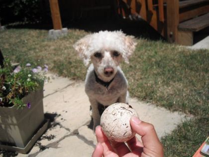 Mon chien est hypnotisé par la balle!