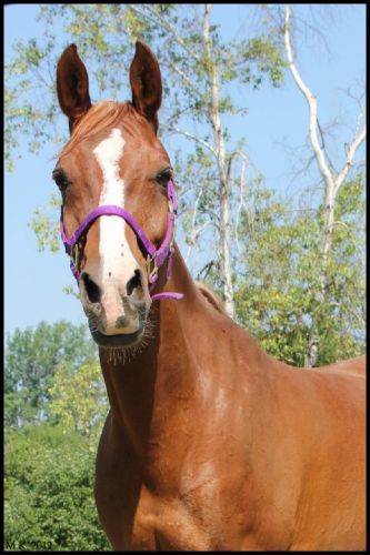 Ma belle pouliche  (L)  -  14 juillet 2012