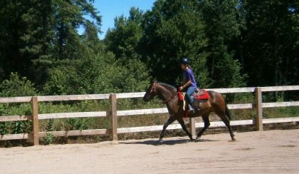 Pas habituer a avoir des photo que Fidelle a un long trot XD 