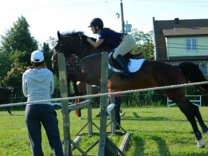 Beau cheval <3  