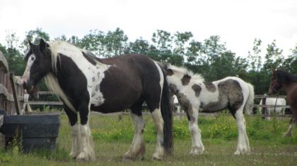 Des Irish Cob que j'ai photographié en Irlande :)