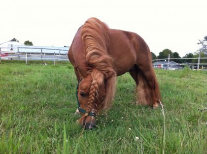 Elvis dans son nouvel enclos adapté à sa petite taille!