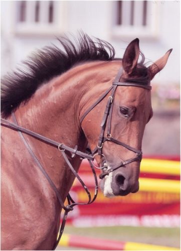 Très belle photo de Narcisse en concours l'année dernière (: