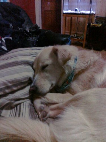 Ma tite puce qui fait un gros dodo!