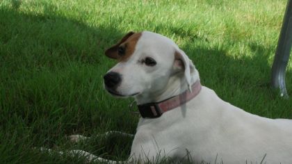 Hommage à ma petite Roxy qui me manque déja énormément ...