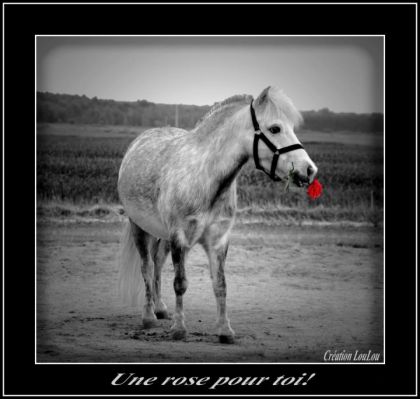 photo par Iceberg